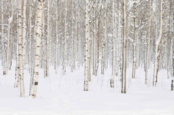 Silver Birch | Milkbottle (8 oz)